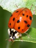 Multicolored Asian Lady Beetle - Harmonia axyridis