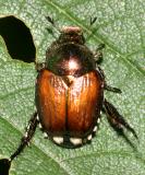  Japanese Beetle - Popillia japonica