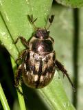 Oriental Beetle - Anomala orientalis