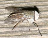 Tabanus lineola ( Striped Horse Fly)