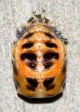 Multicolored Asian Lady Beetle Pupa - Harmonia axyridis