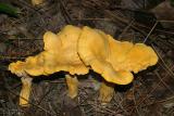 Cantharellus cibarius