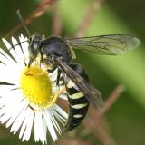 Bicyrtes quadrifasciatus