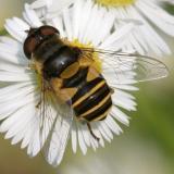 Eristalis transversa