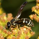 Ancistrocerus catskill