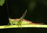 Conocephalus sp. (female)