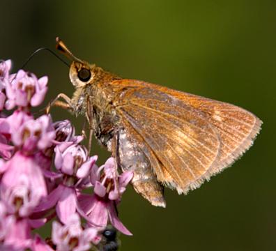 Black Dash - Euphyes conspicua