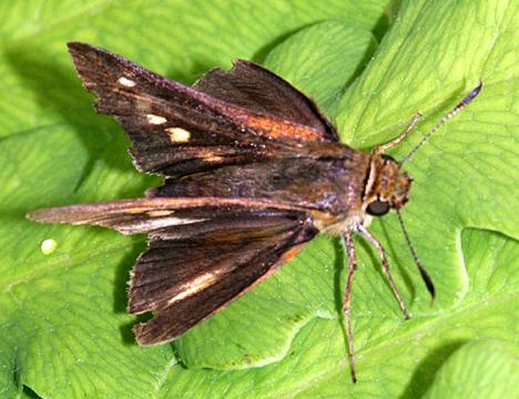 Dion Skipper - Euphyes dion (female)