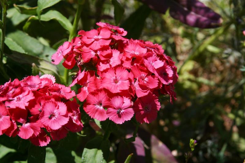 Pink1.jpg