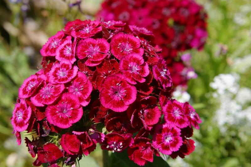 PinkRed1.jpg