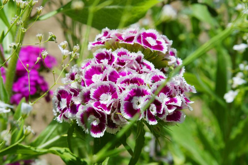 PurpleWhite1.jpg