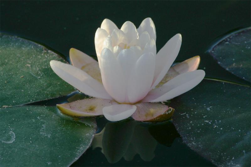 Water Lilly