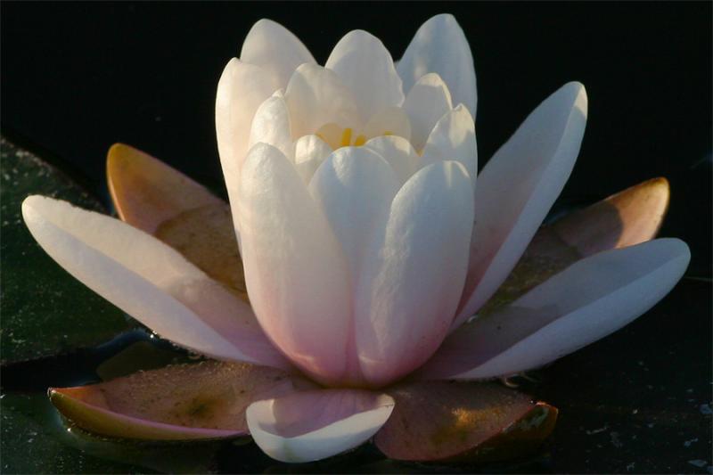 Water Lilly