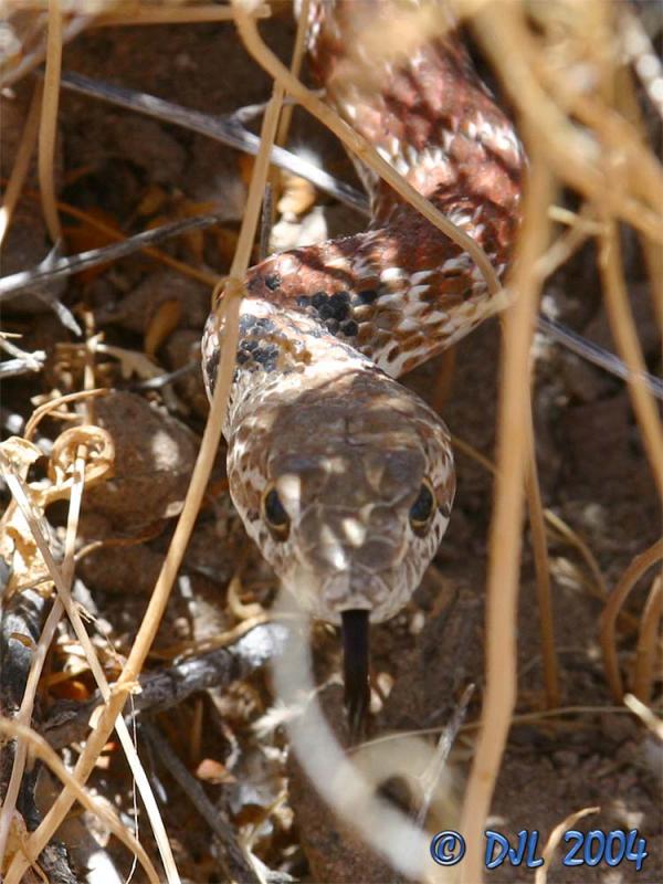 Red Racer, a local snake