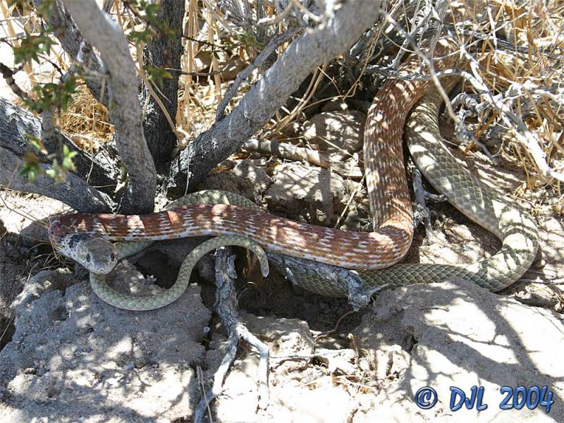 Red Racer, a local snake
