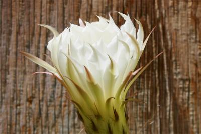 Cactus Bloom