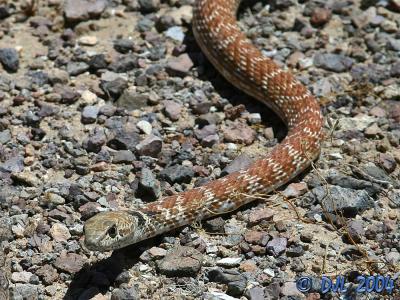 Red Racer, a local snake
