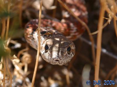 Red Racer, a local snake