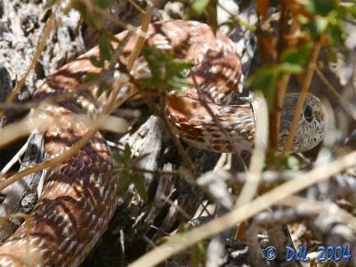 Red Racer, a local snake