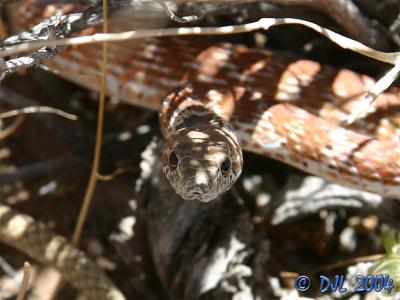 Red Racer, a local snake