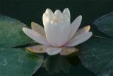 Water Lilly
