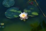 Water Lilly