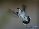 Hummingbird