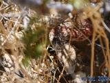 Red Racer, a local snake