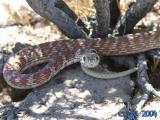 Red Racer, a local snake