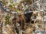 Red Racer, a local snake