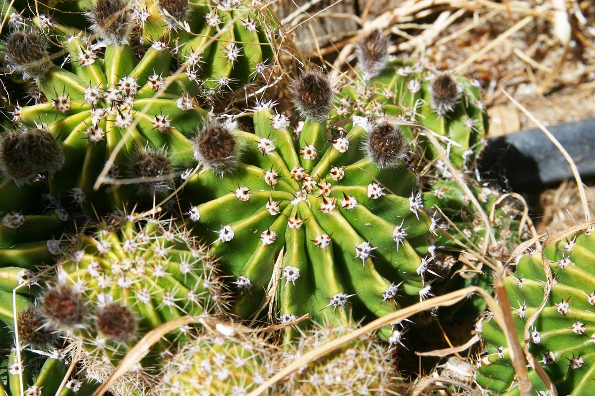 Cactus