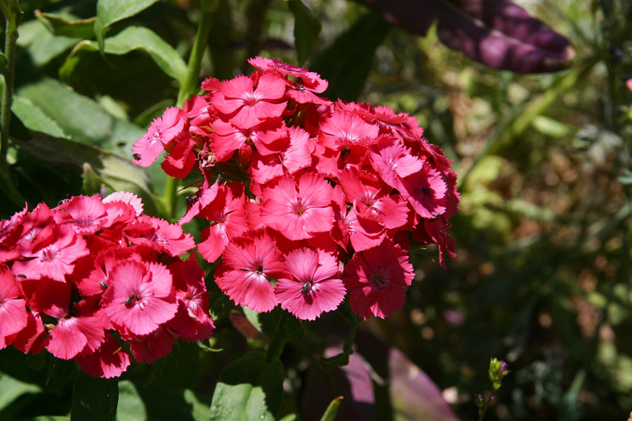 Pink1.jpg