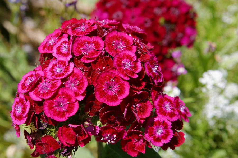 PinkRed1.jpg