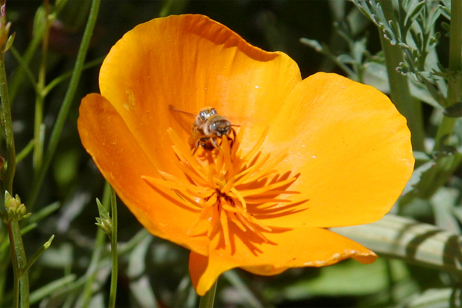 California Poppy