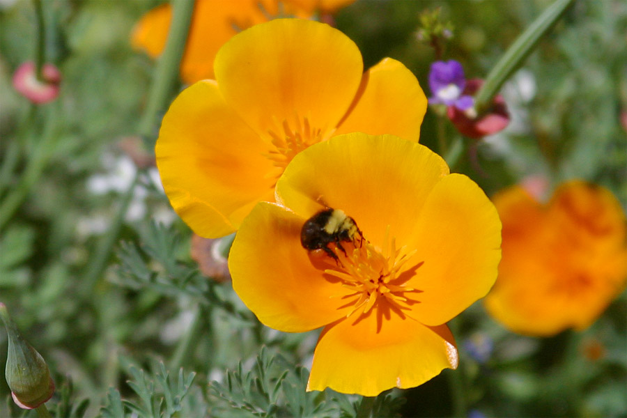 California Poppy