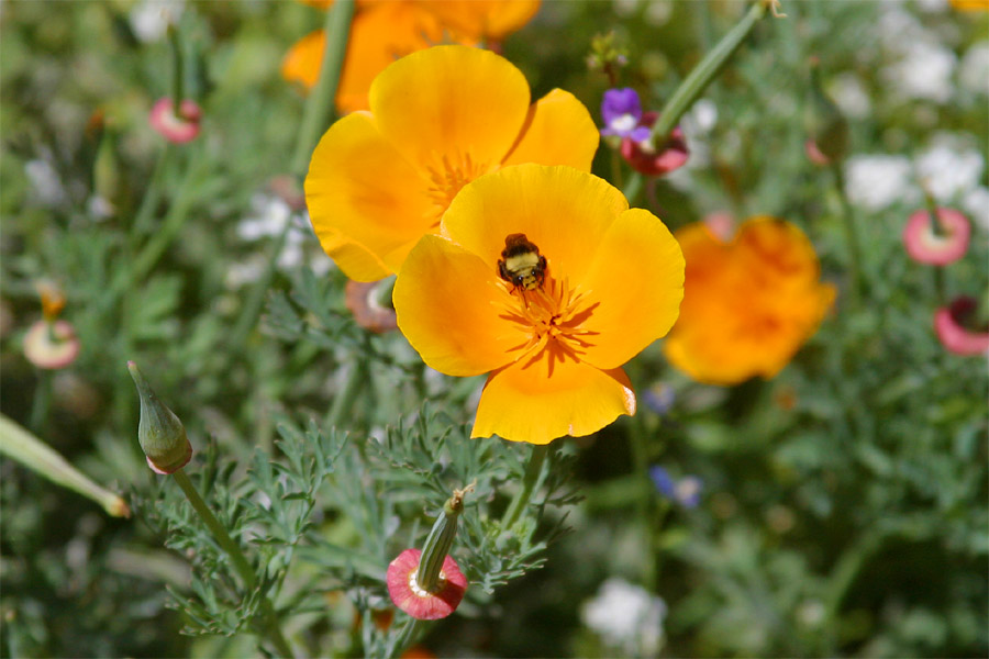 California Poppy and Bee