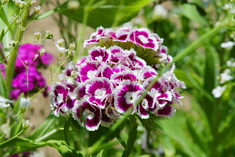PurpleWhite1.jpg