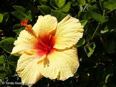 Hibiscus rosa-sinensis