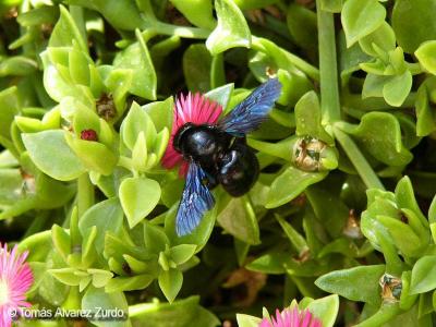 Abeja carpintera sobre Crespinillo
