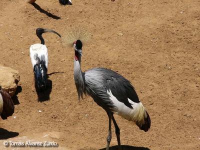 Grulla Coronada