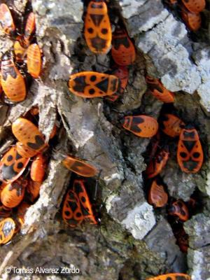  Phyrrhocoris apterus