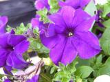 Petunia (Petunia atkinsiana)