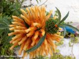 Leonotis leonorus