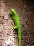 Gecko Diurno