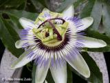 Pasionaria (Passiflora caerulea)