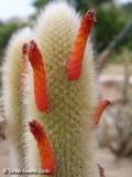 Cleistocactus brookeae