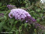 Buddleja davidii