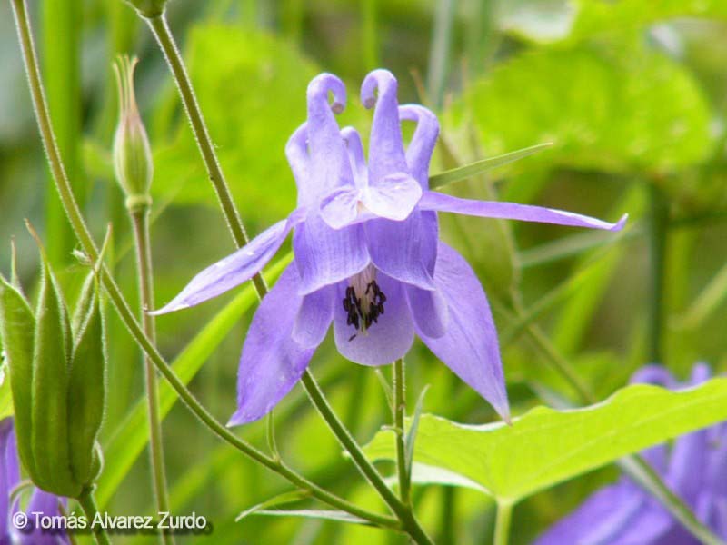 Aquilea (Aquilegia vulgaris)