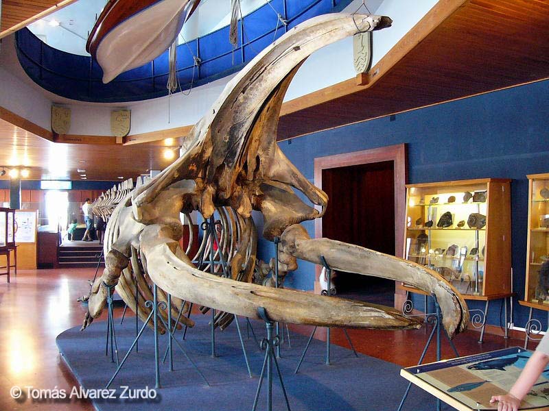 Esqueleto Ballena