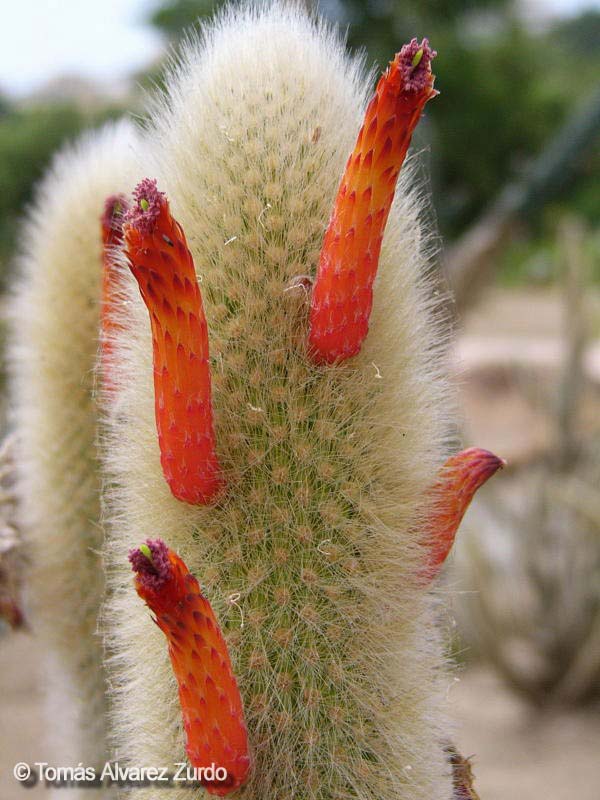 Cleistocactus brookeae